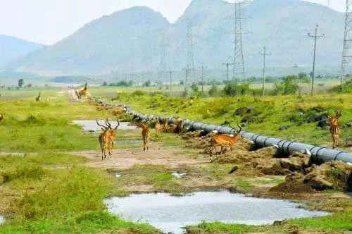 管道局：堅(jiān)決當(dāng)好保障國(guó)家能源安全的“壓艙石”和“頂梁柱”！